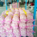 20kg mesh bag Chinese normal white garlic price in Pakistan